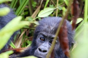 Kongo, Ruanda in Uganda - 10279.jpg