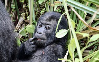 Kongo, Ruanda in Uganda - 10281.jpg