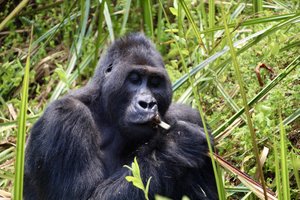 Kongo, Ruanda in Uganda - 10283.jpg