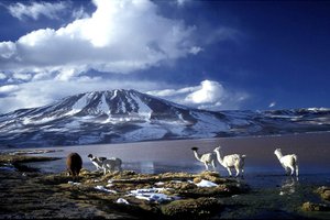 Lame in Laguna Colorada