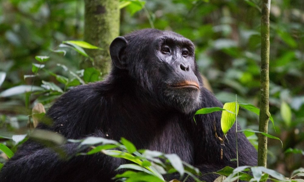 Uganda - 11436.jpg