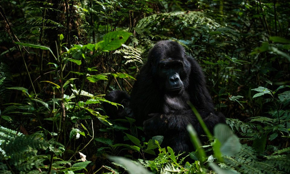 Uganda - 11439.jpg