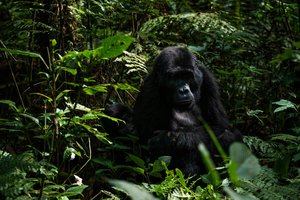 Uganda - 11439.jpg