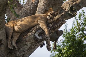 Leve v Queen Elizabeth NP večkrat najdemo na drevesih