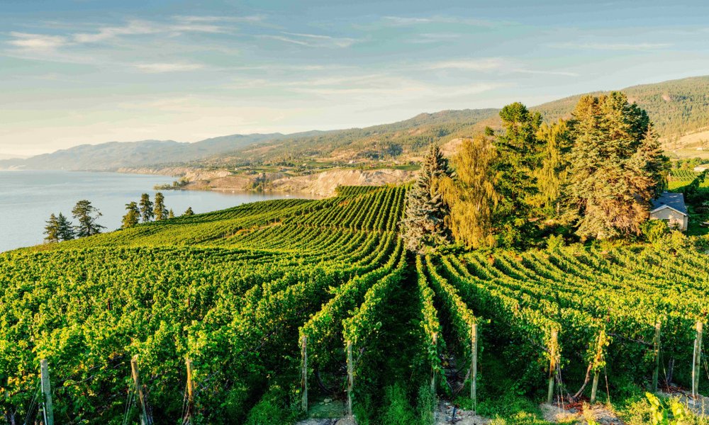 vinogradi v dolini Okanagan