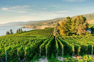 vinogradi v dolini Okanagan