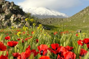 Mak in gora Ararat