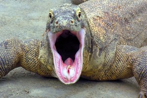 Zmaj z otoka Komodo