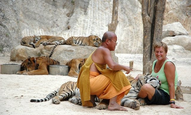 Mr. Animal Planet v svojem kanjonu s tigri