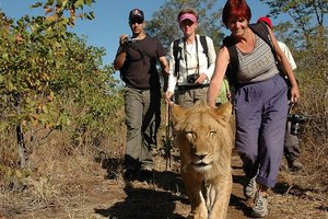 Hoja z levi, safari na malo drugačen način, Zimbabve