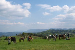 Pavza... in konji so že na paši