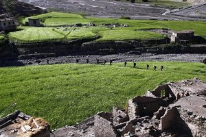 Skupine pohodnikov na najpopularnejšem treku v Ladaku