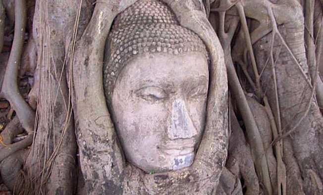Buda, ujet med korenine, Ayutthaya