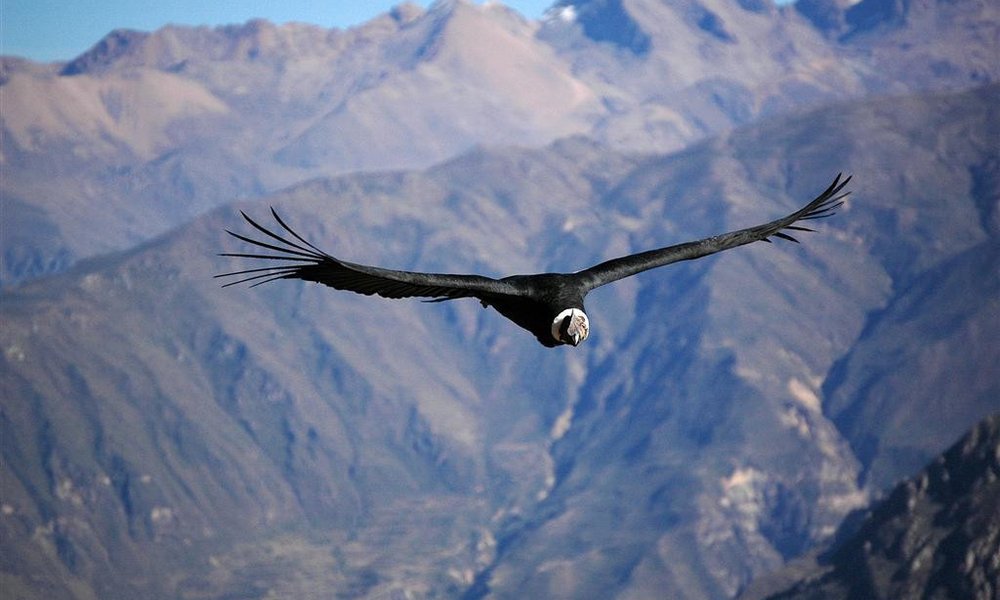 El Condor pasa!
