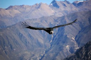 El Condor pasa!
