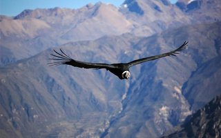 El Condor pasa!