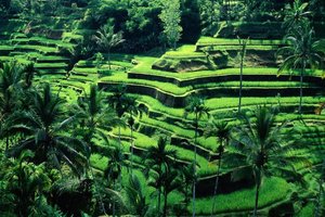Terasasti Bali