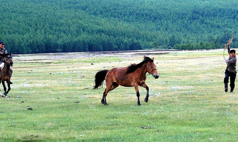 Ujahavanje in lovljenje divjih konj