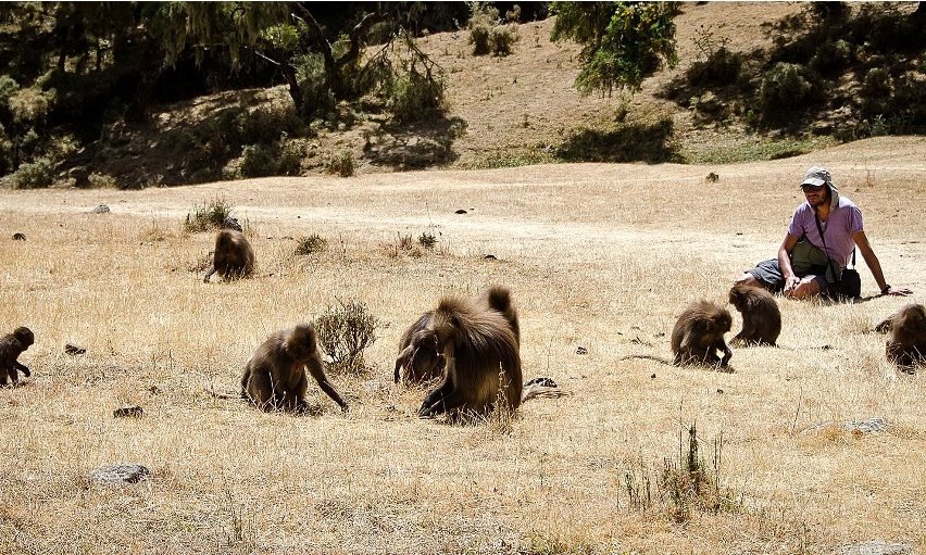 Čiliranje z dželadami, Simien