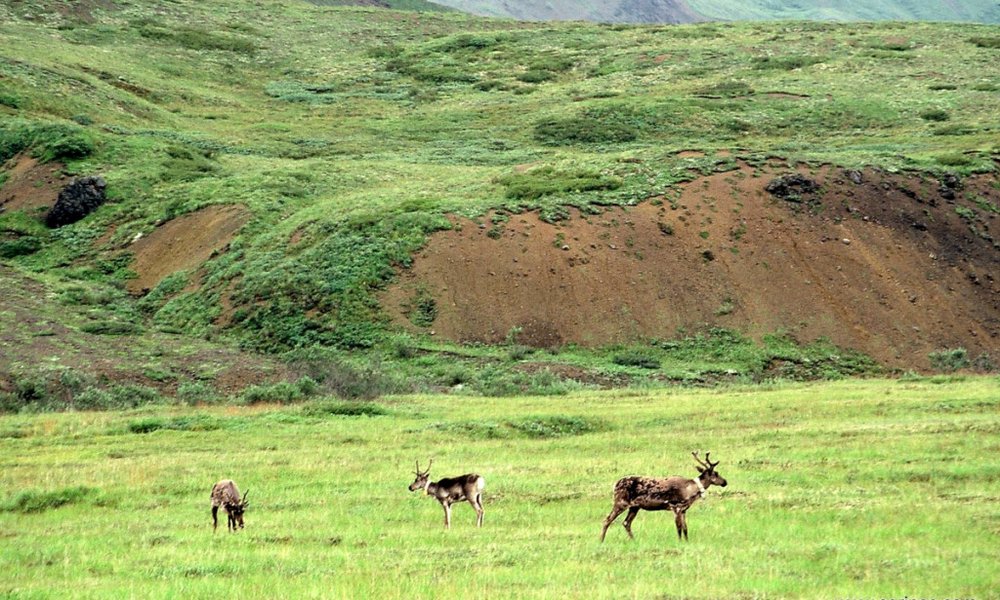 Divja fauna Aljaske