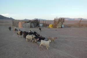 Egipt: Sinaj in Dahab Xpress - 4210.jpg