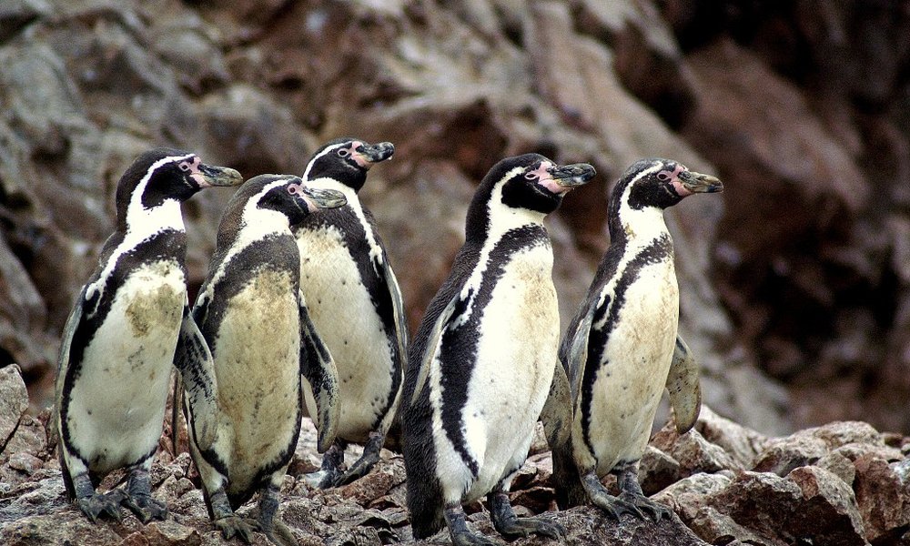 Peru, za mlade - 5543.jpg