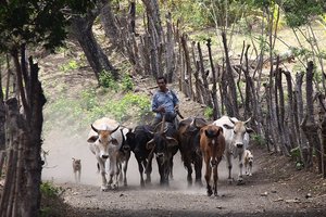 Otok Ometepe, kjer vladajo vulkani in življenje na finkah (kmetijah)