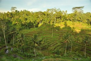 Indonezija Xpress2: novoletna Bali in Lombok - 6004.JPG