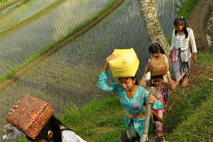 Indonezija Xpress2: novoletna Bali in Lombok - 6005.JPG