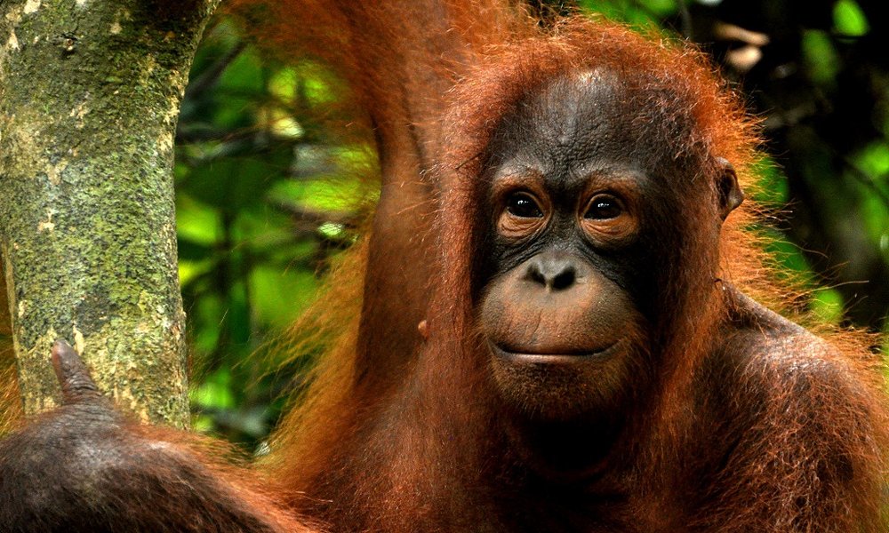 Orangutani na Borneu