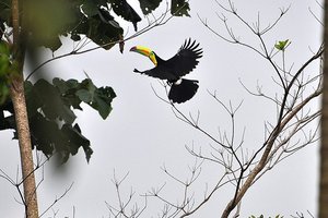Tukani