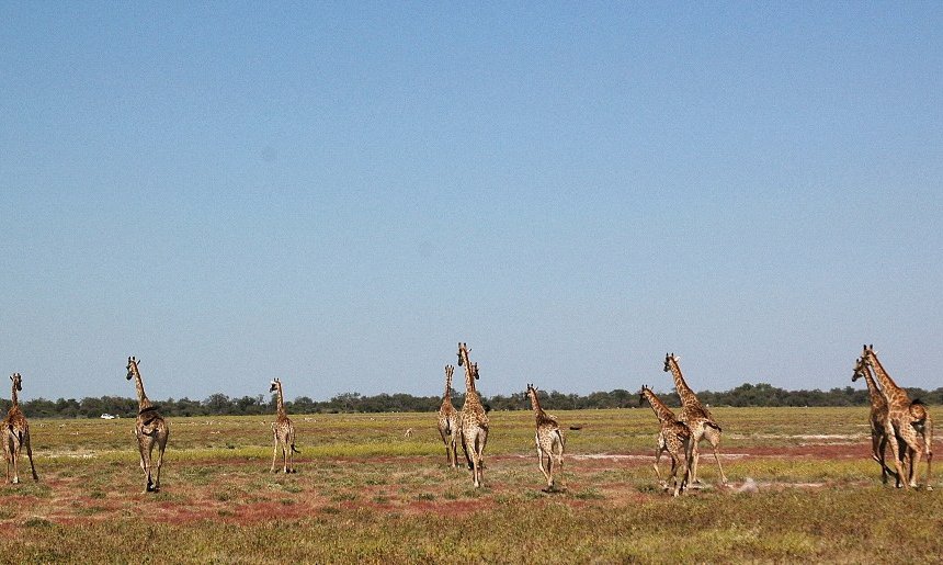 Safari in žirafe