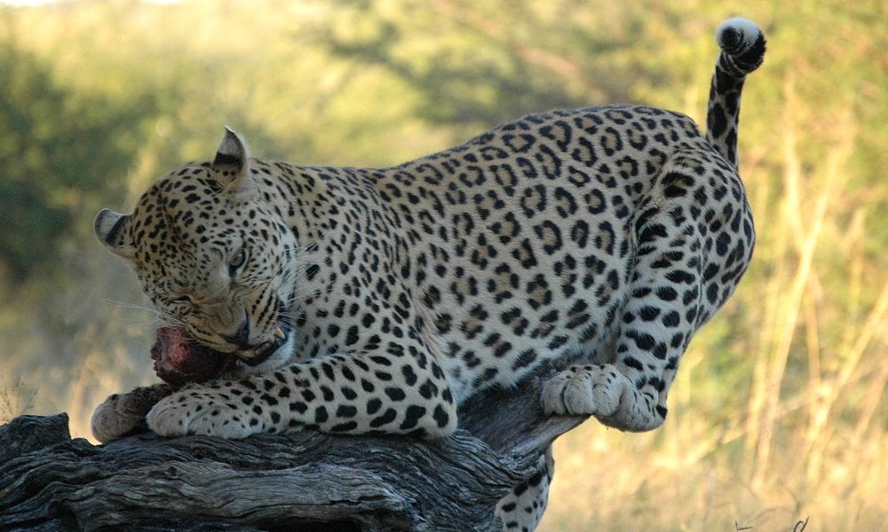 Safari in leopard