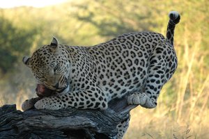 Safari in leopard