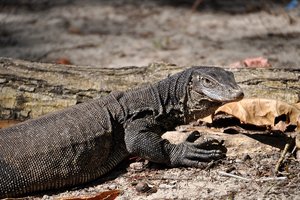monitor lizard