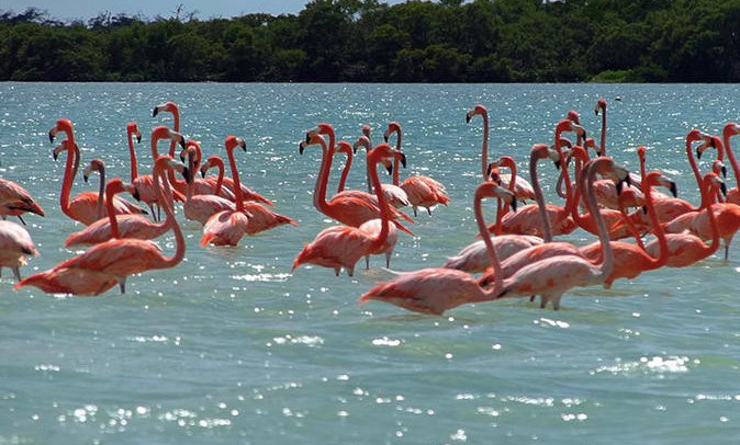 Flamingoti
