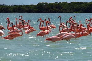 Flamingoti