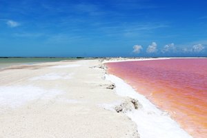 Roza laguna