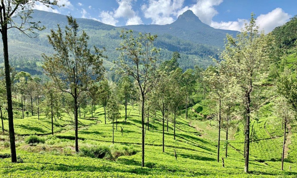 Šri Lanka z jogo, meditacijo in ajurvedo - 7348.jpg