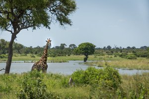Južna Afrika - 7547.jpg
