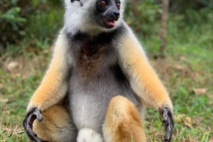 Madagaskar - 7805.jpeg