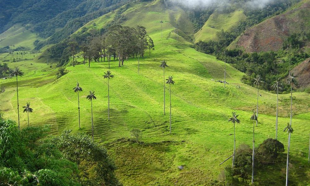Cocora valley