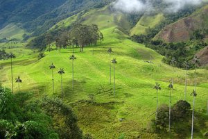 Cocora valley