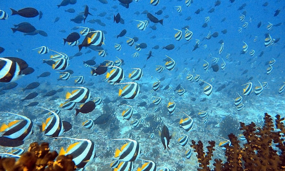 Maldivi otok Rasdhoo - 8205.JPG