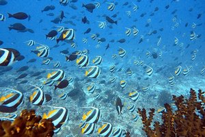 Maldivi otok Rasdhoo, za družine - 8418.JPG