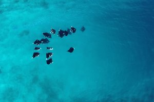 Maldivi, Baa atol in mante - 8429.jpg