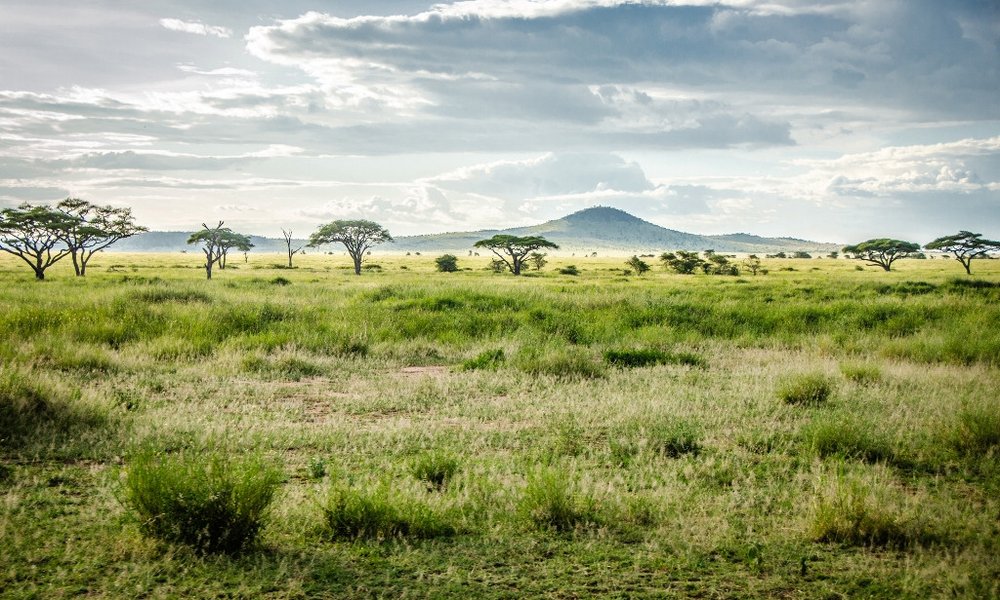 Serengeti je najlepši park na svetu