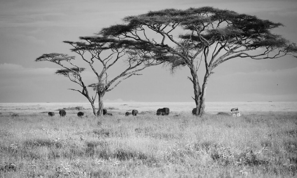 Akacije, sloni in mi... Afrika!