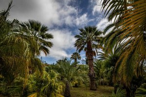 Madeira - 8506.JPG