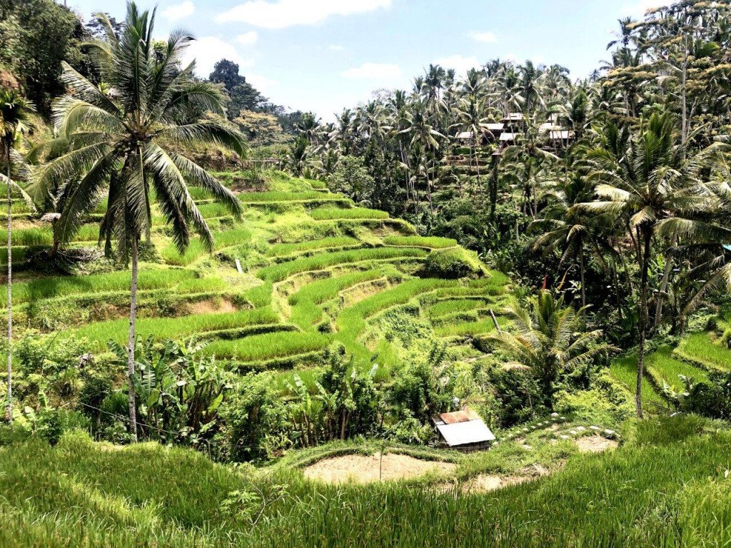 Bali, za družine - 8533.jpg